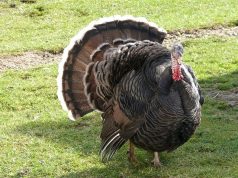 Turkey