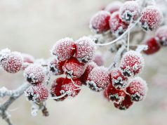 Winter garden tips