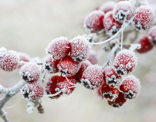 Winter garden tips