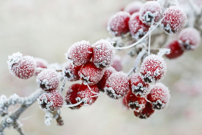 Winter garden tips